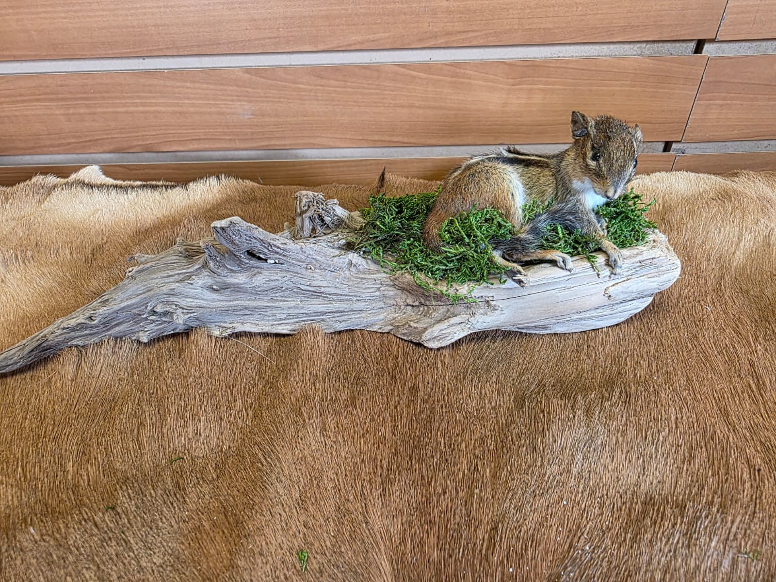 FHCK111 - Chipmunk Taxidermy Mount