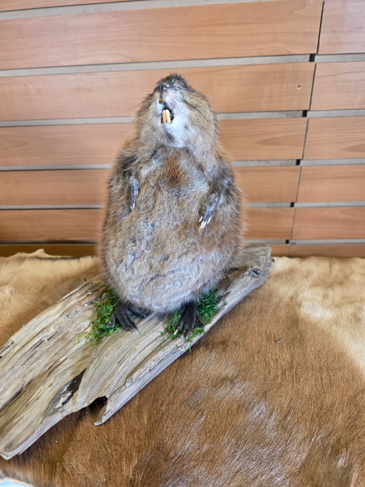 FHCK120 - Muskrat Taxidermy Mount