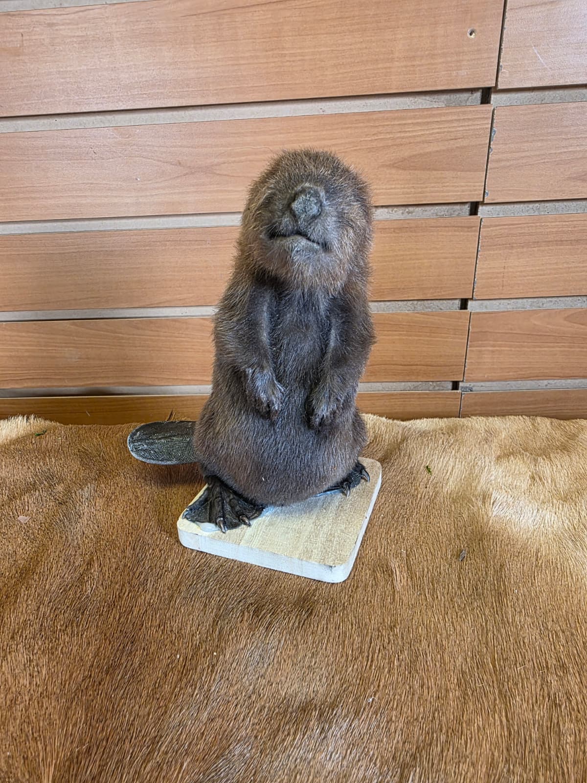 FHCK126 - Baby Beaver Taxidermy Mount
