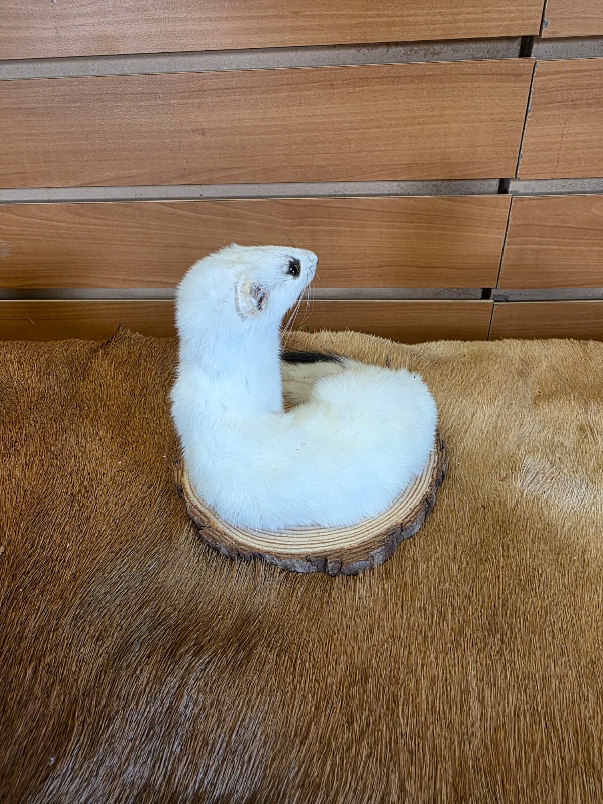 FHCK135 - Beautiful Adorable Weasel Ermine Small Animal Taxidermy