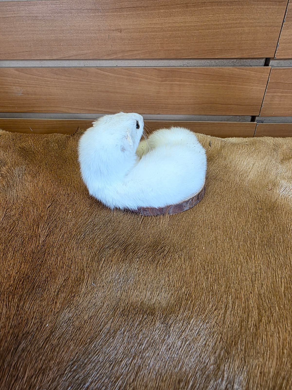 FHCK138 - Beautiful Adorable Weasel Ermine Small Animal Taxidermy