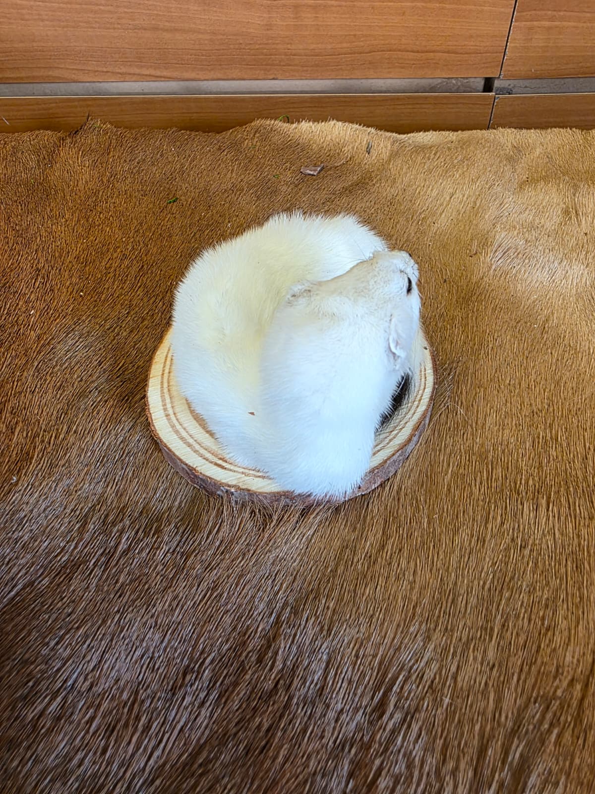 FHCK136 - Beautiful Adorable Weasel Ermine Small Animal Taxidermy