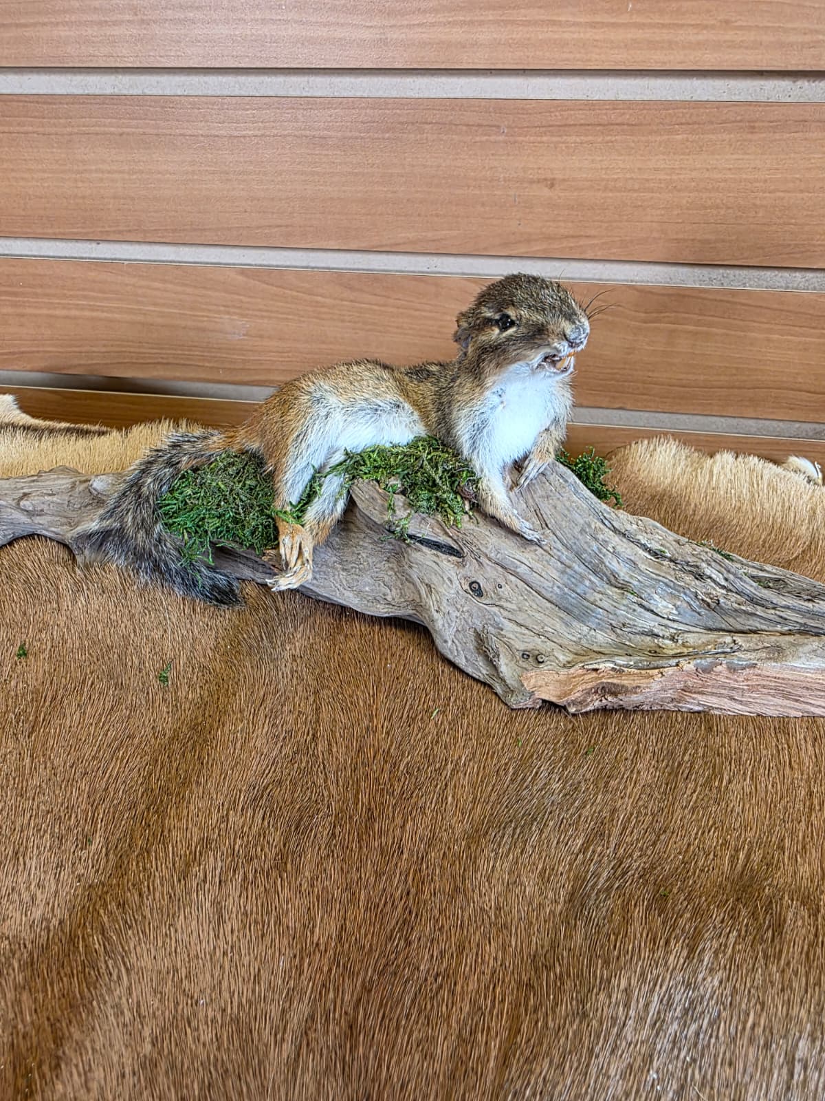 FHCK113 - Chipmunk Taxidermy Mount