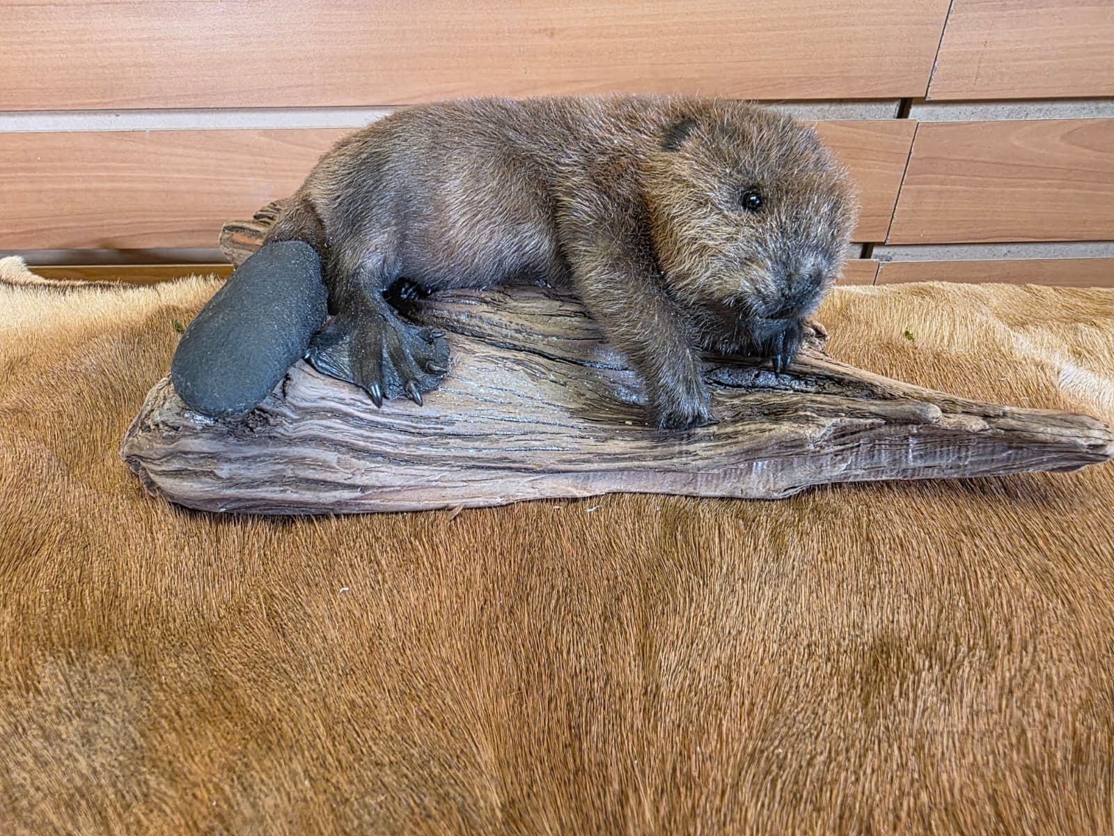FHCK124 - Baby Beaver Taxidermy Mount