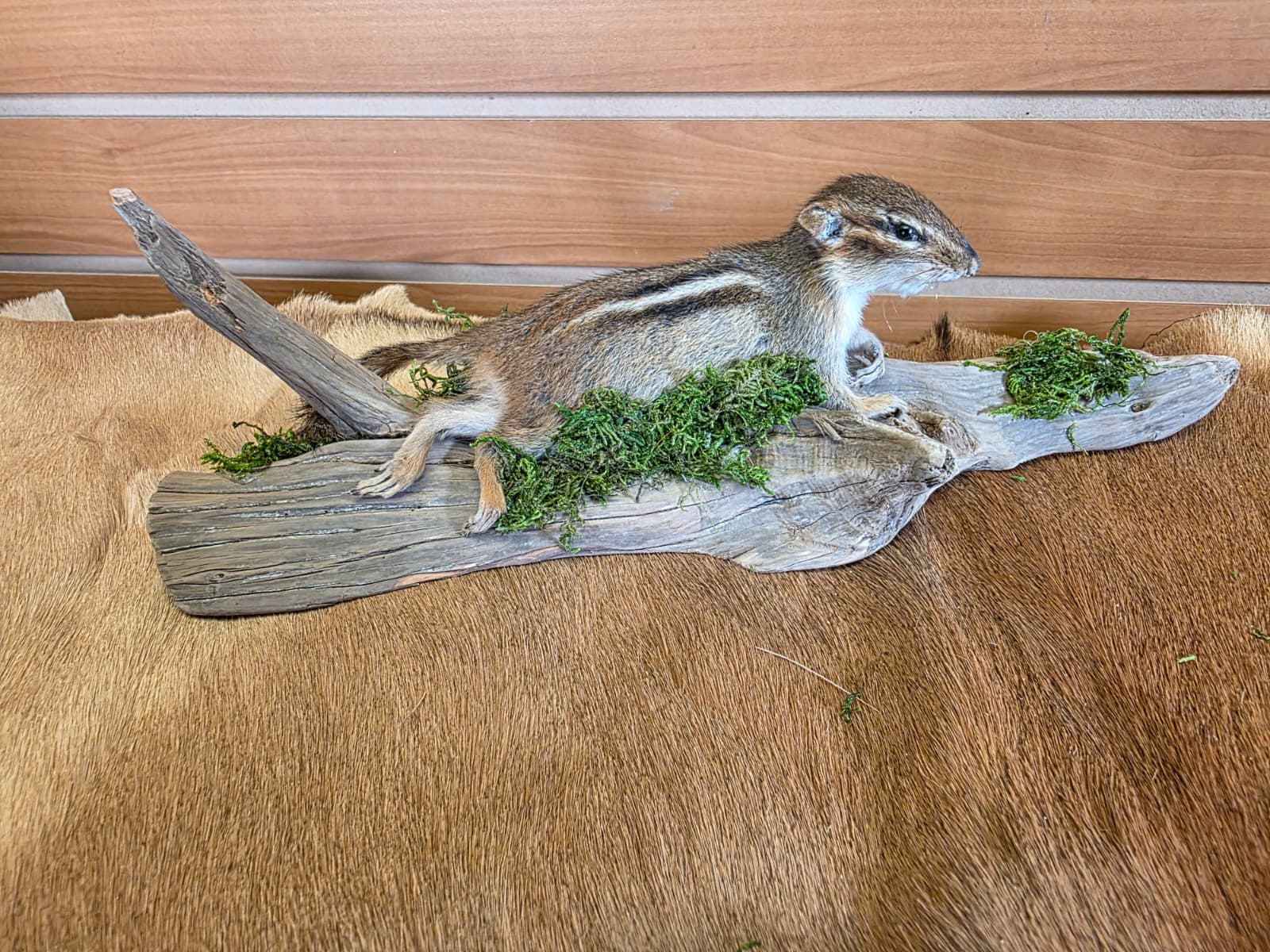 FHCK112 - Chipmunk Taxidermy Mount