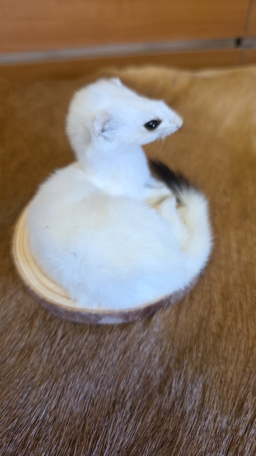FHCK134 - Beautiful Adorable Weasel Ermine Small Animal Taxidermy