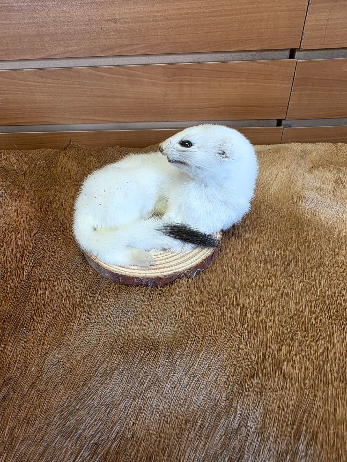 FHCK138 - Beautiful Adorable Weasel Ermine Small Animal Taxidermy