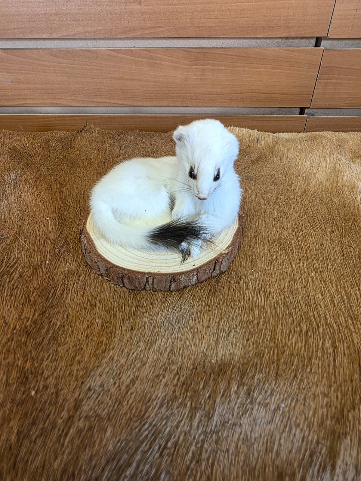 FHCK130 - Beautiful Adorable Weasel Ermine Small Animal Taxidermy