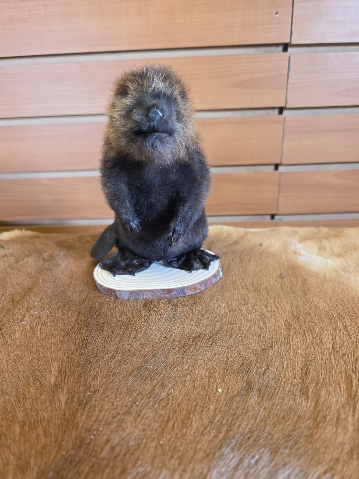 FHCK122 - Baby Beaver Taxidermy Mount