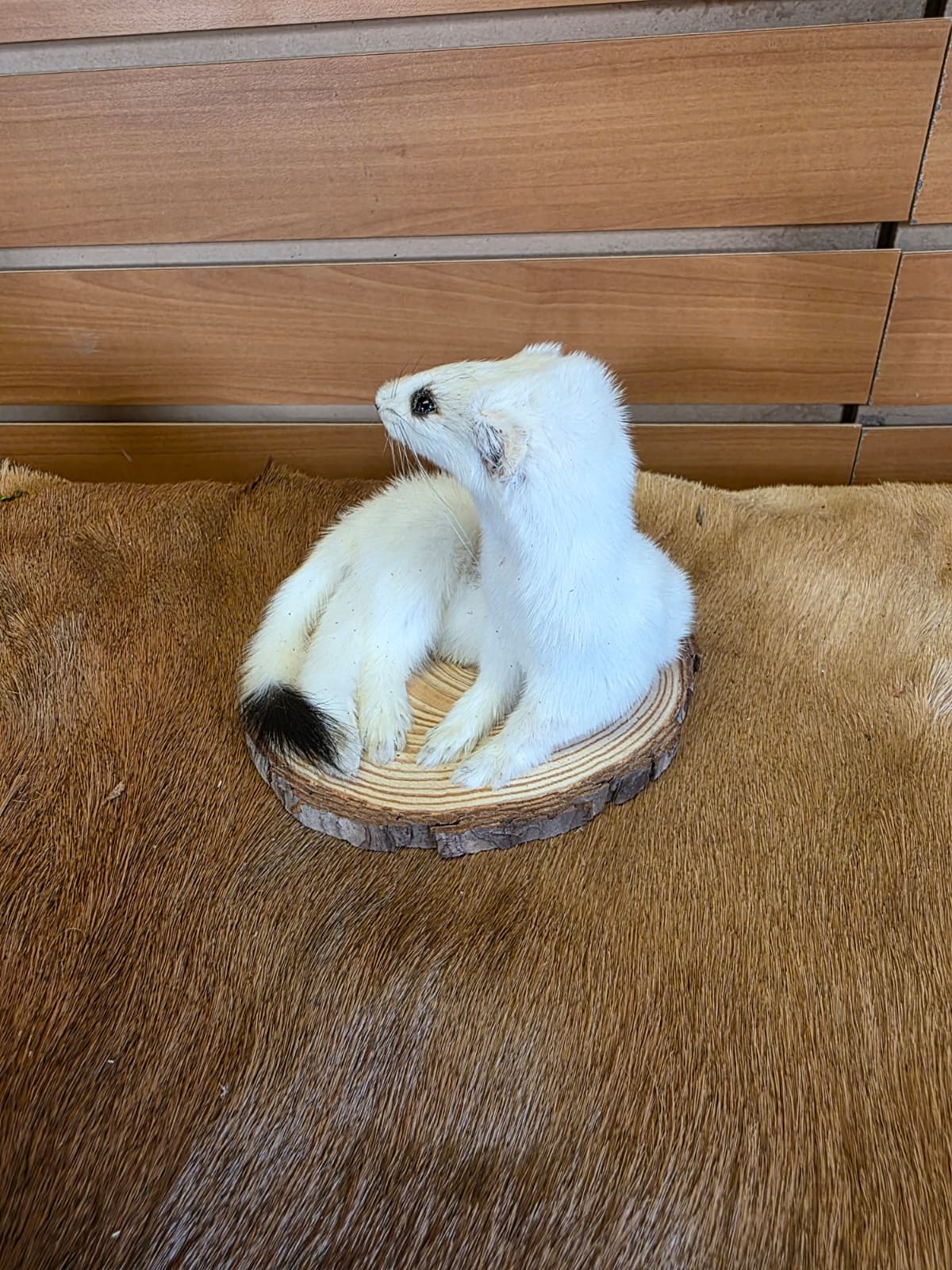 FHCK135 - Beautiful Adorable Weasel Ermine Small Animal Taxidermy