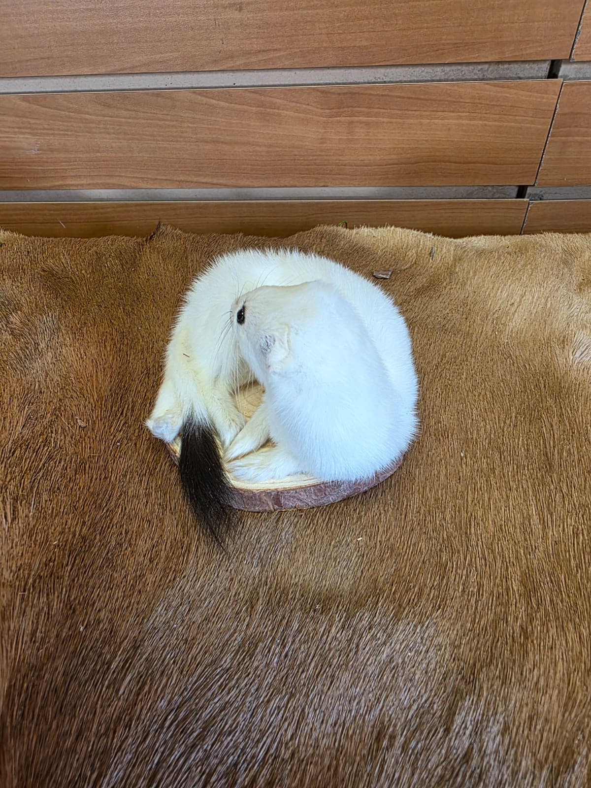 FHCK133 - Beautiful Adorable Weasel Ermine Small Animal Taxidermy