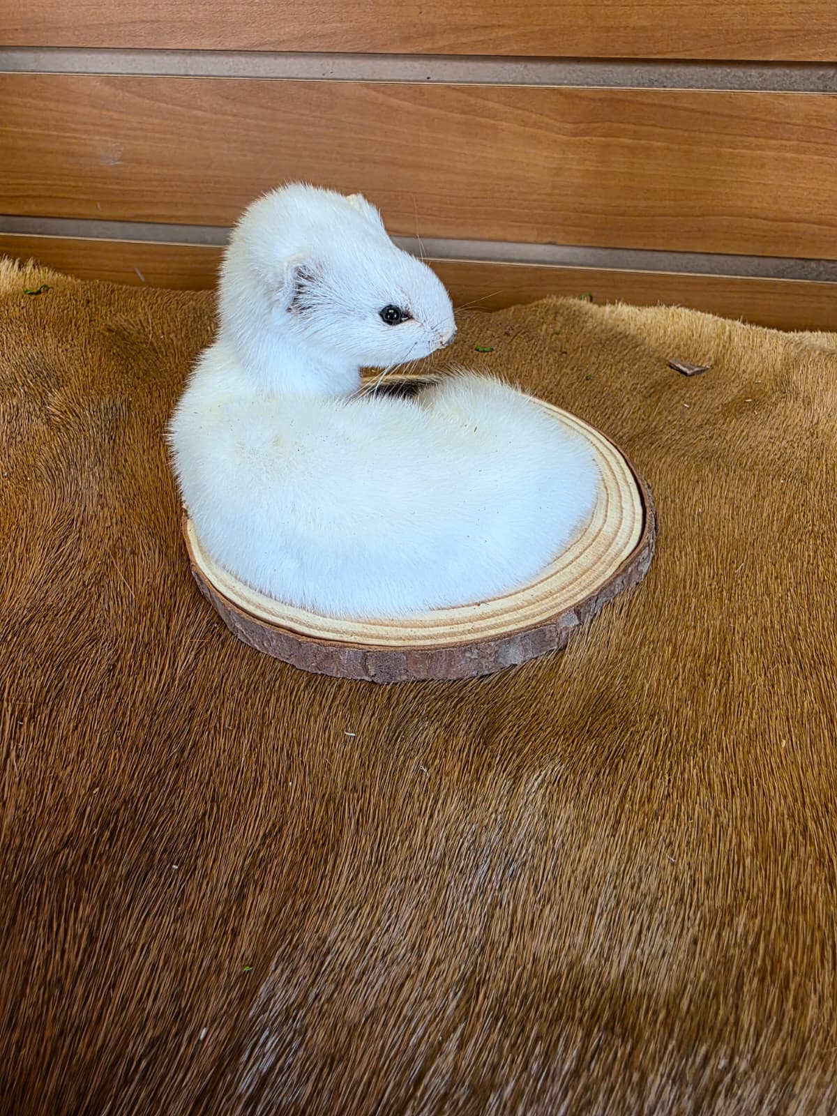 FHCK140 - Beautiful Adorable Weasel Ermine Small Animal Taxidermy