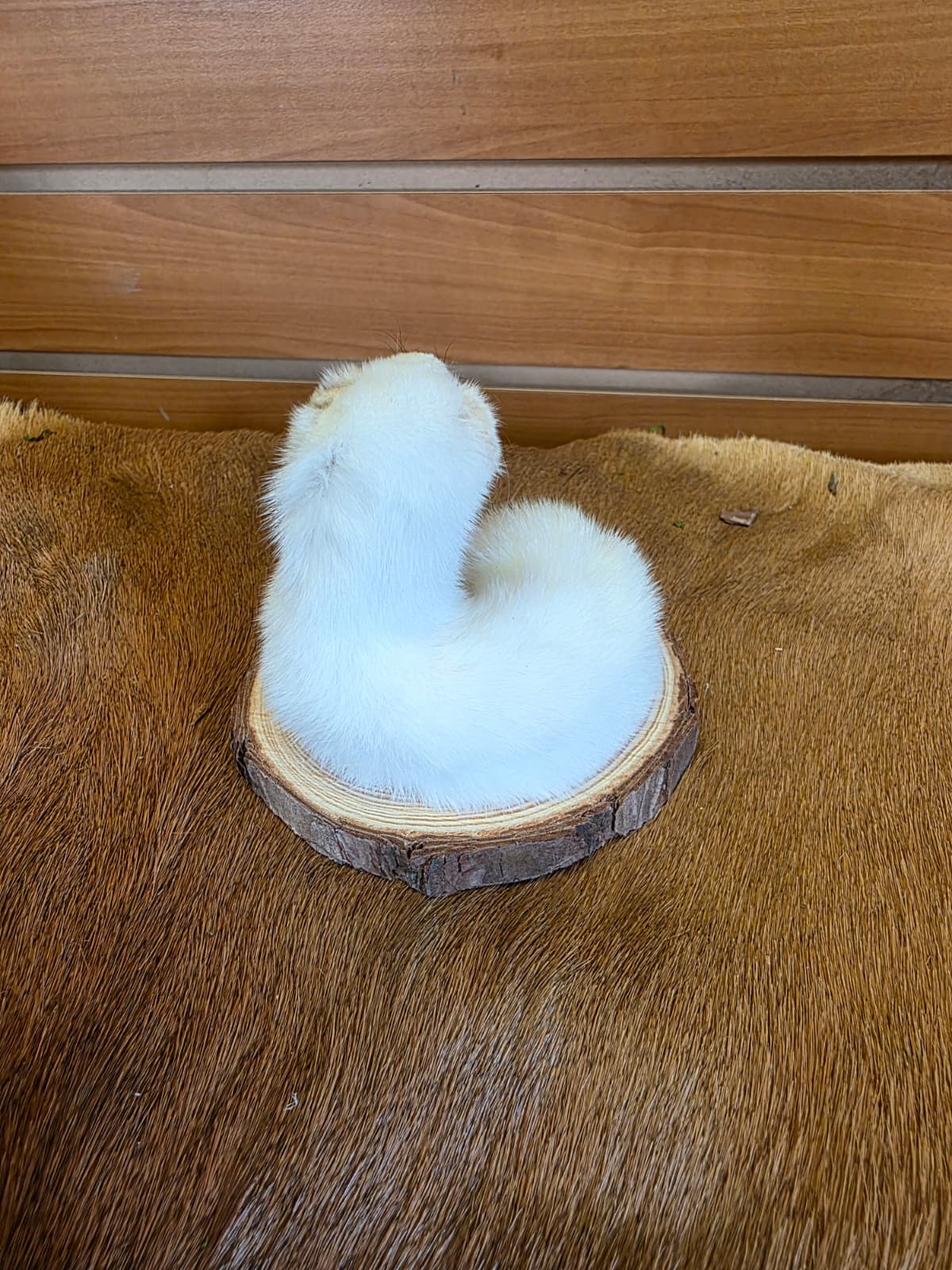 FHCK137 - Beautiful Adorable Weasel Ermine Small Animal Taxidermy
