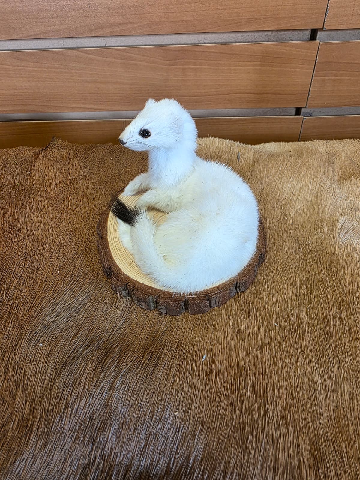 FHCK132 - Beautiful Adorable Weasel Ermine Small Animal Taxidermy