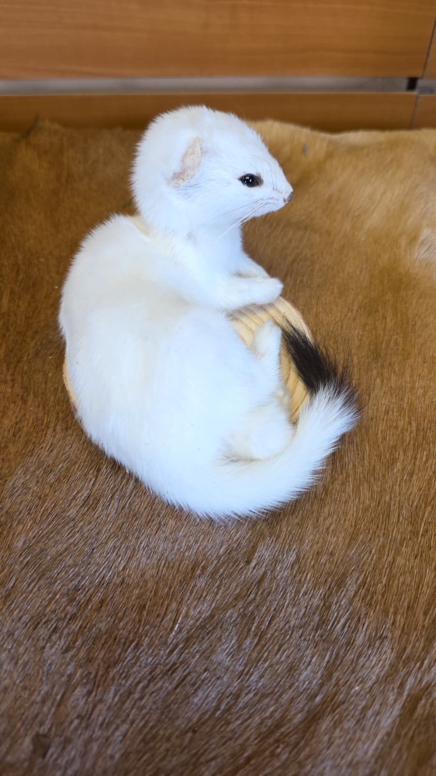 FHCK131 - Beautiful Adorable Weasel Ermine Small Animal Taxidermy