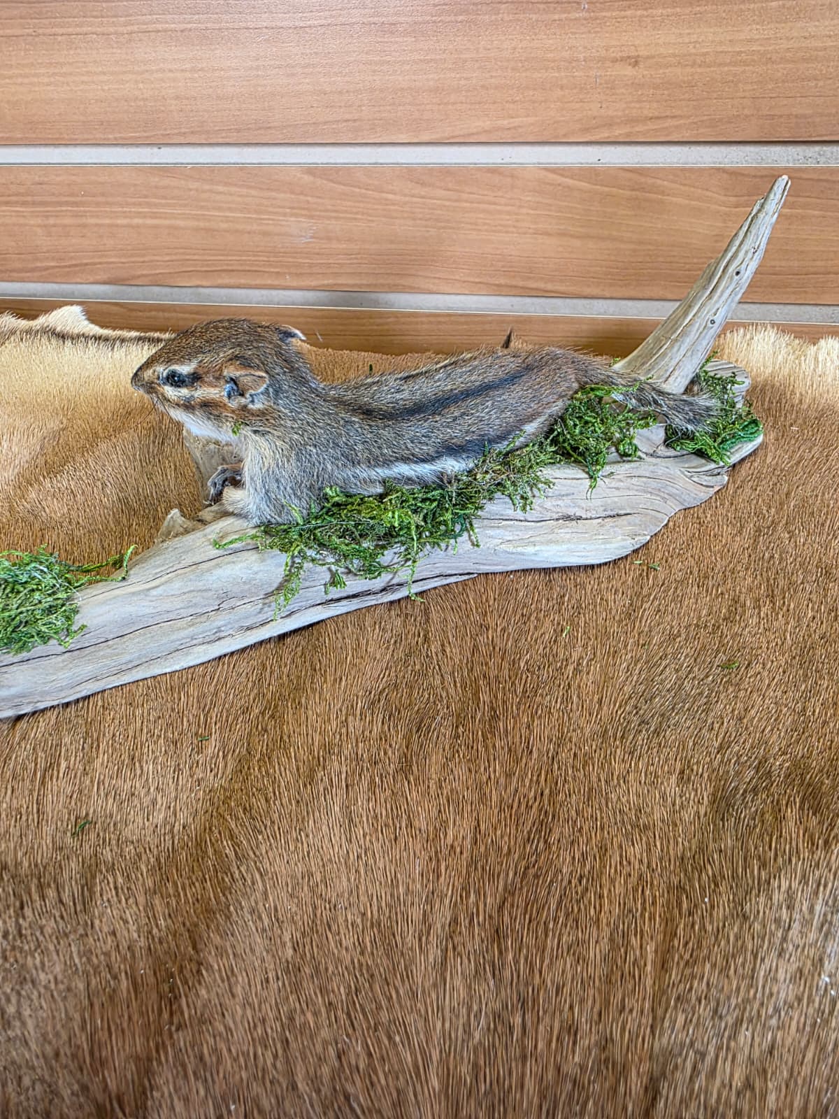 FHCK112 - Chipmunk Taxidermy Mount