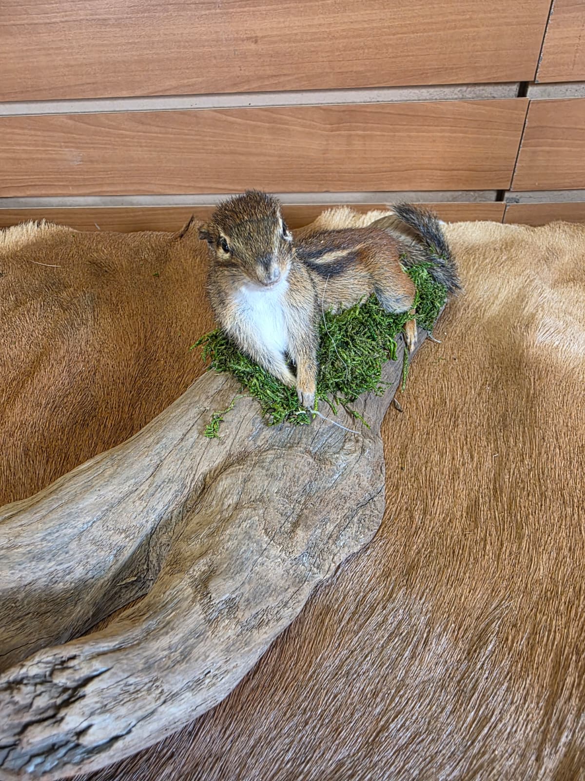 FHCK118 - Chipmunk Taxidermy Mount