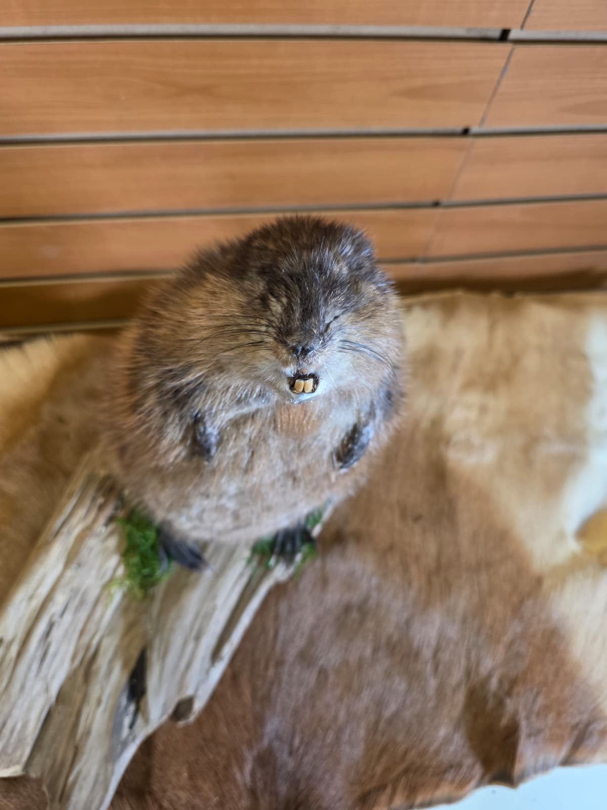 FHCK120 - Muskrat Taxidermy Mount