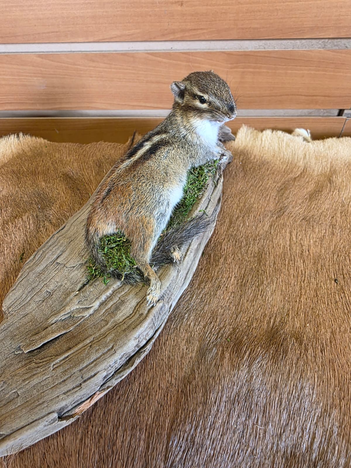 FHCK114 - Chipmunk Taxidermy Mount