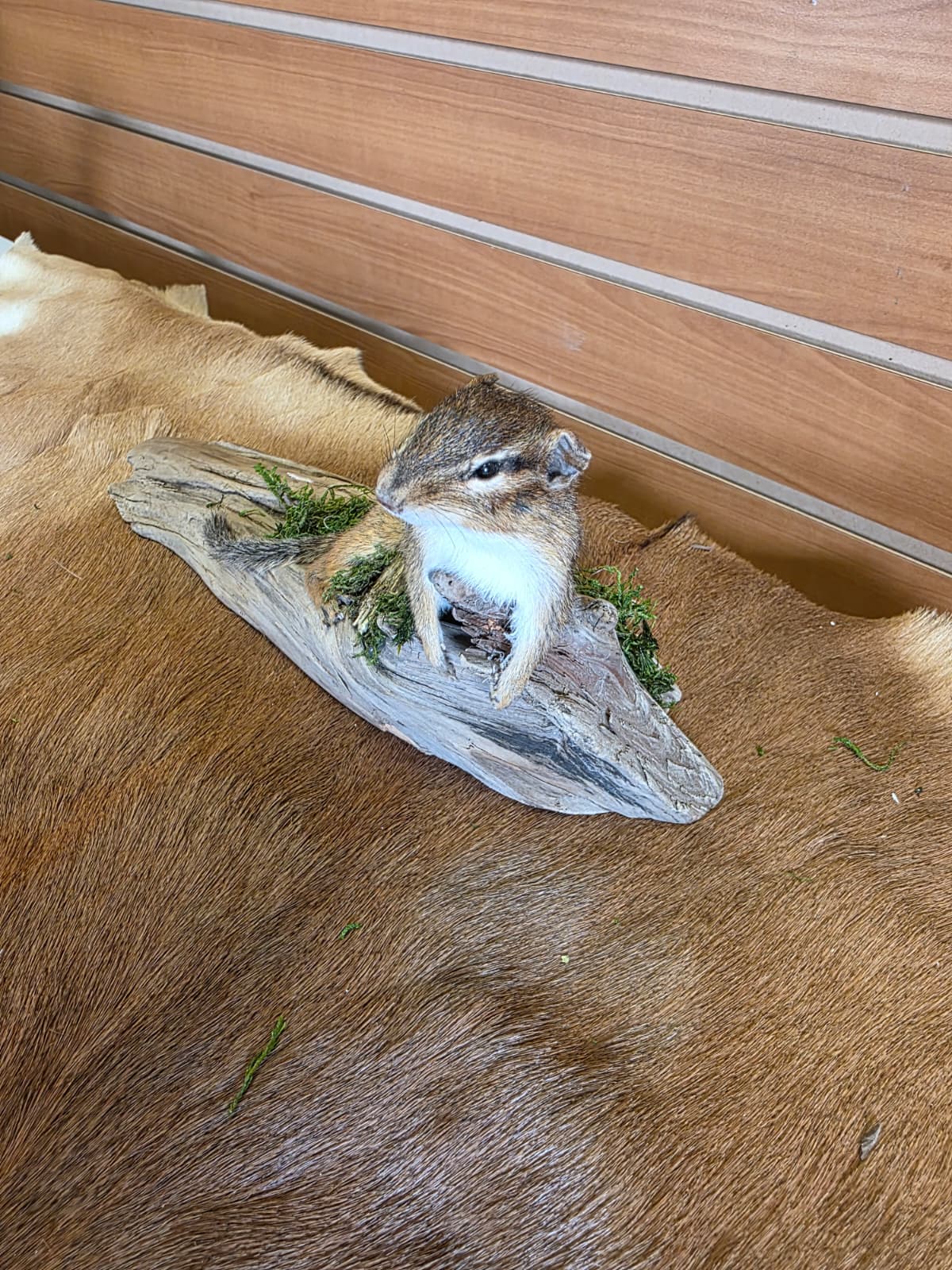 FHCK119 - Chipmunk Taxidermy Mount