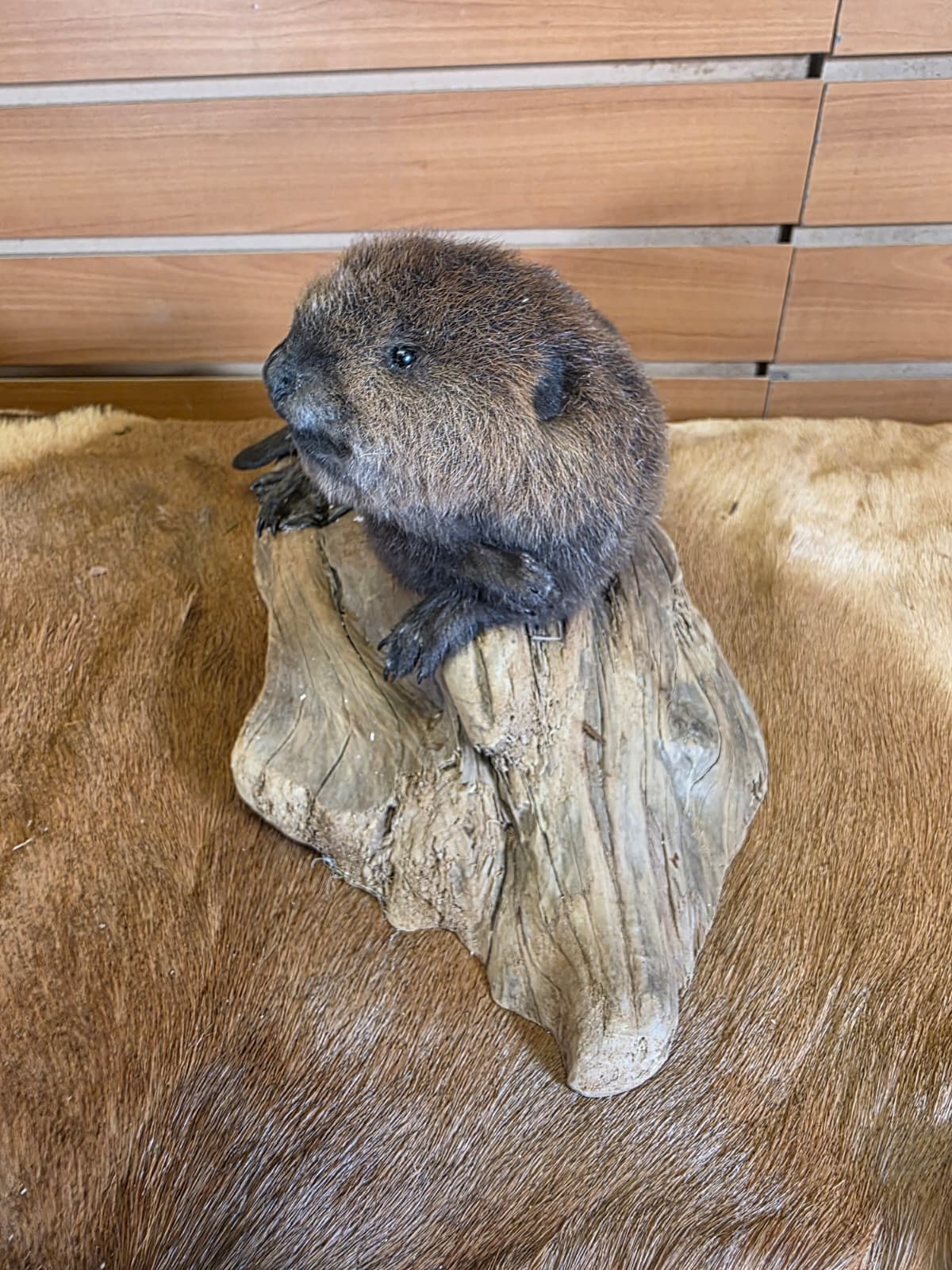 FHCK128 - Baby Beaver Taxidermy Mount