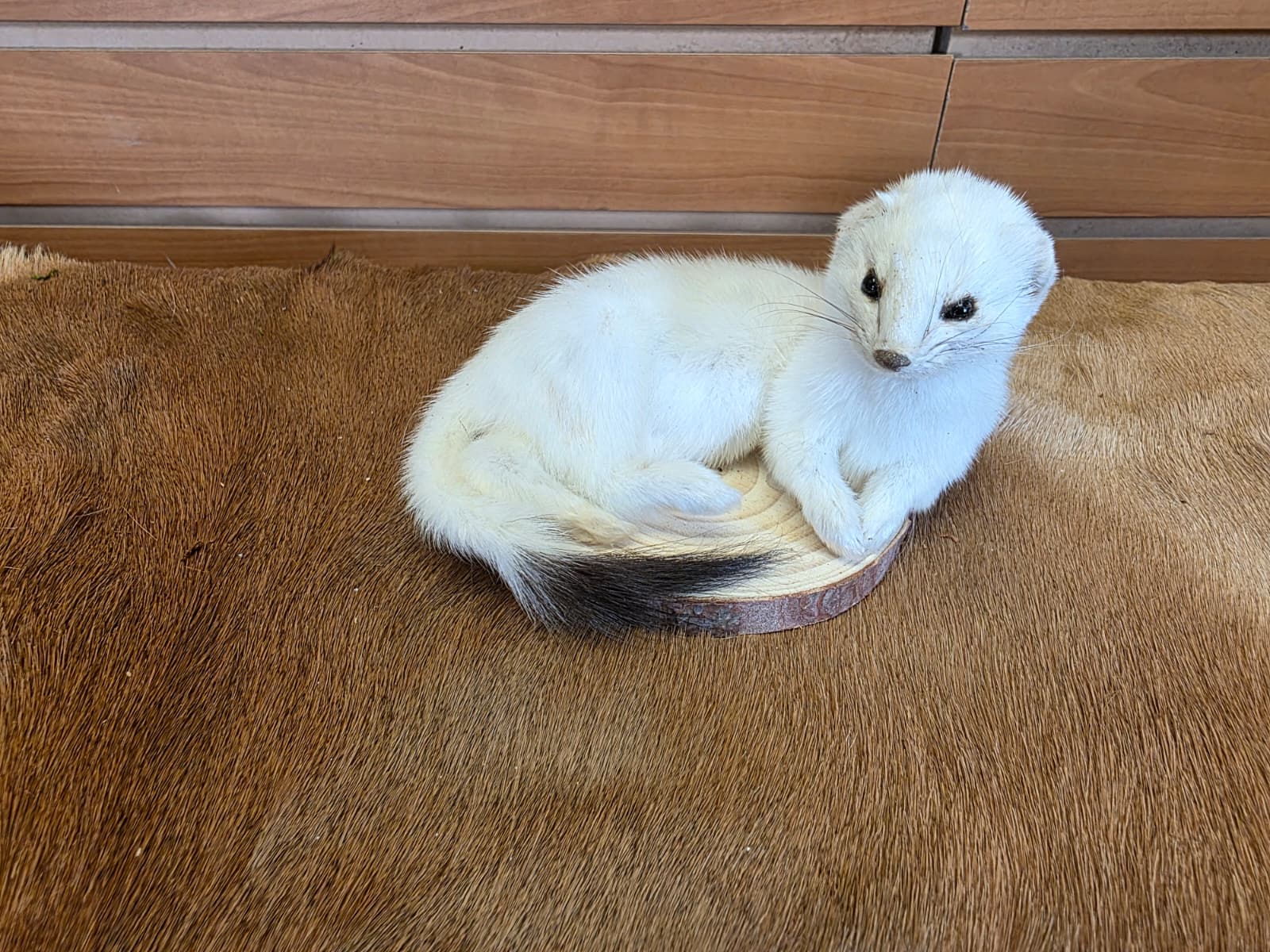 FHCK131 - Beautiful Adorable Weasel Ermine Small Animal Taxidermy
