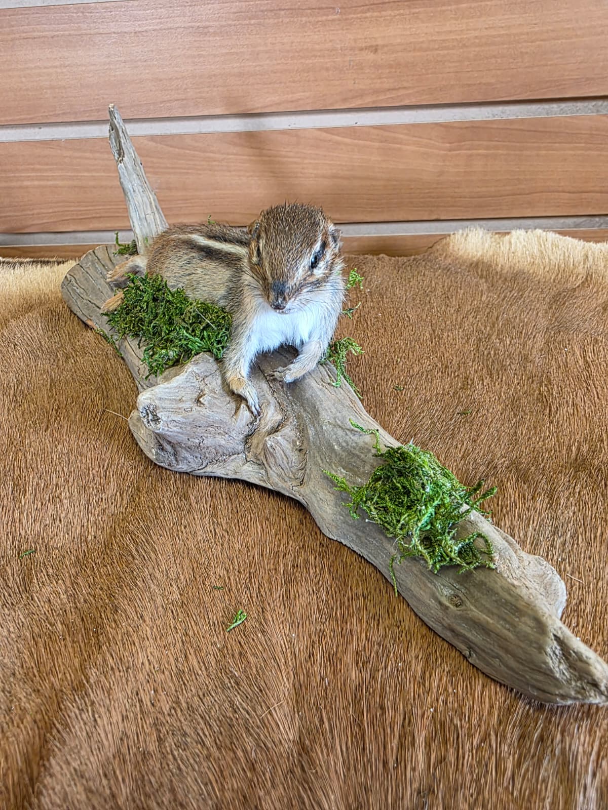 FHCK112 - Chipmunk Taxidermy Mount