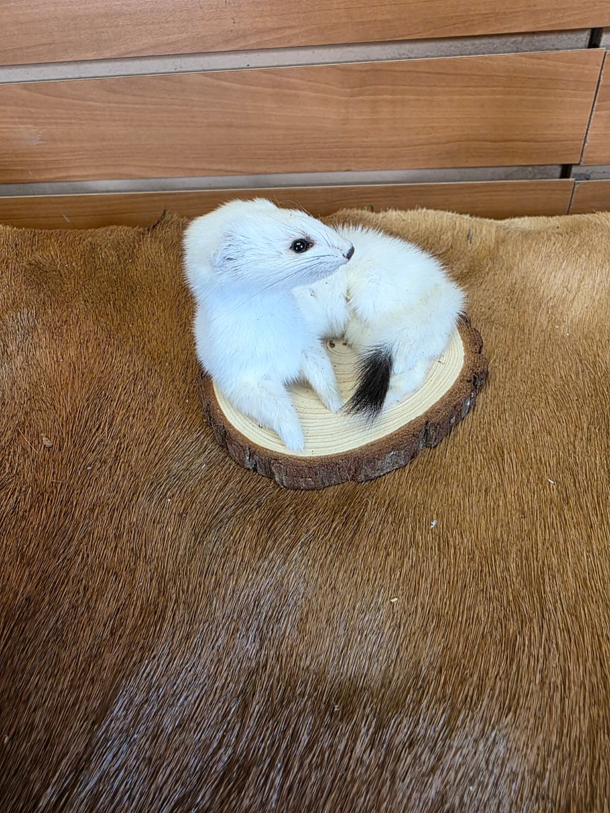 FHCK132 - Beautiful Adorable Weasel Ermine Small Animal Taxidermy