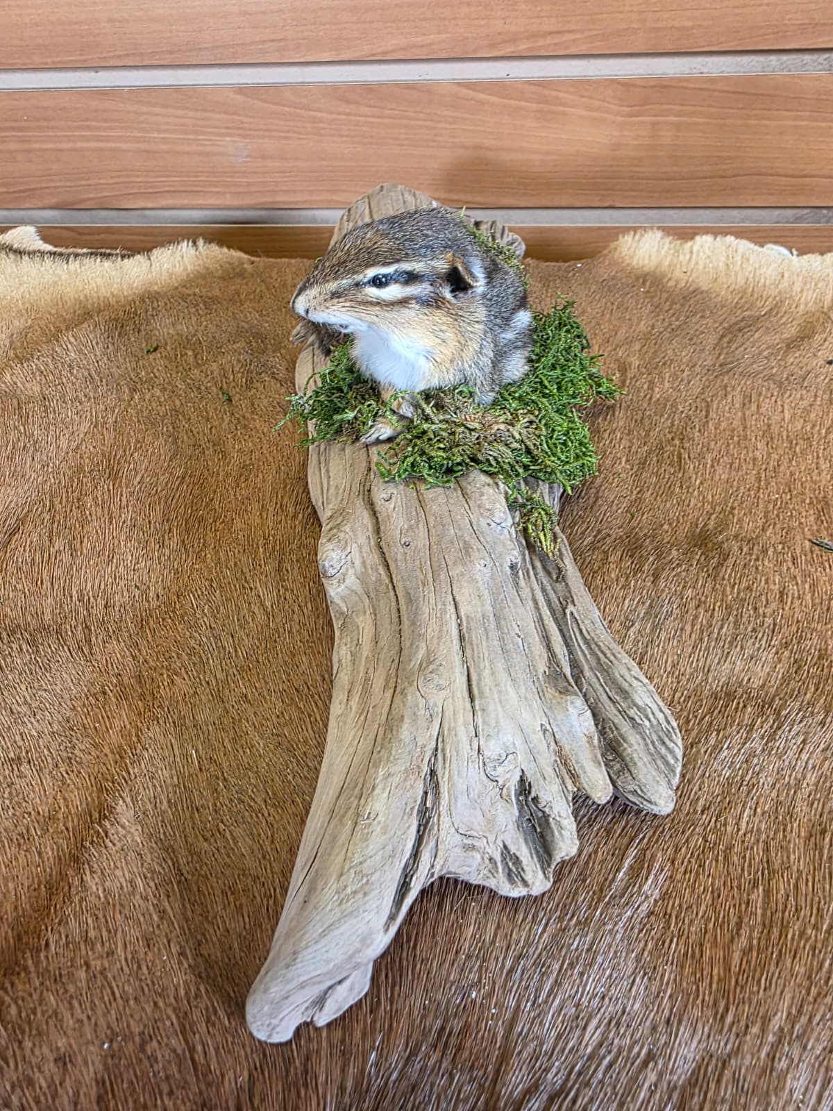 FHCK117 - Chipmunk Taxidermy Mount