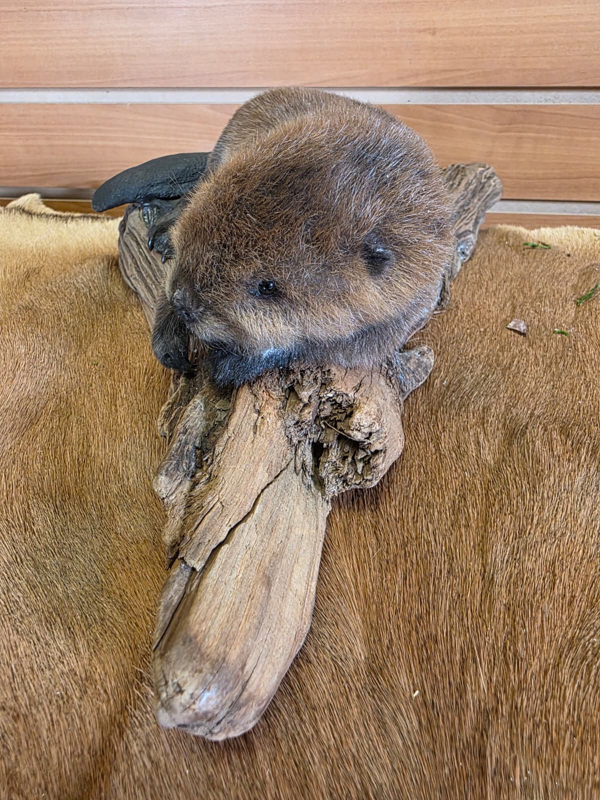 FHCK124 - Baby Beaver Taxidermy Mount