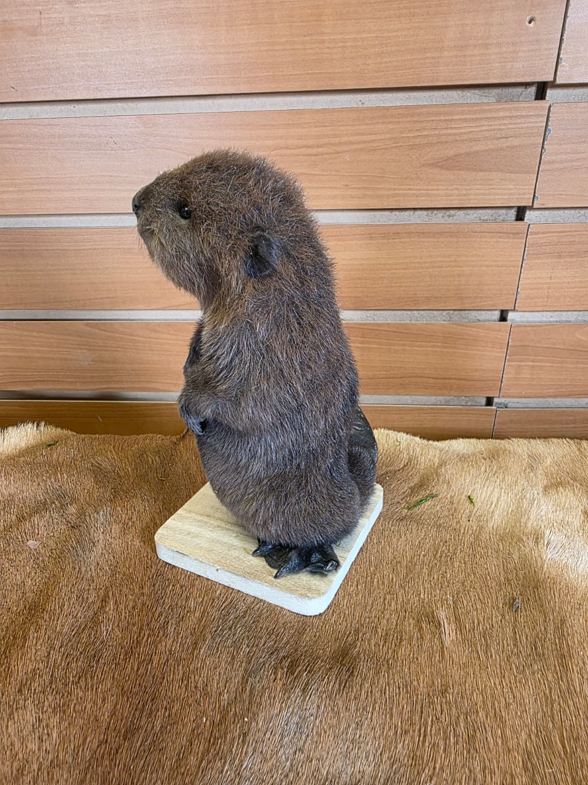 FHCK126 - Baby Beaver Taxidermy Mount