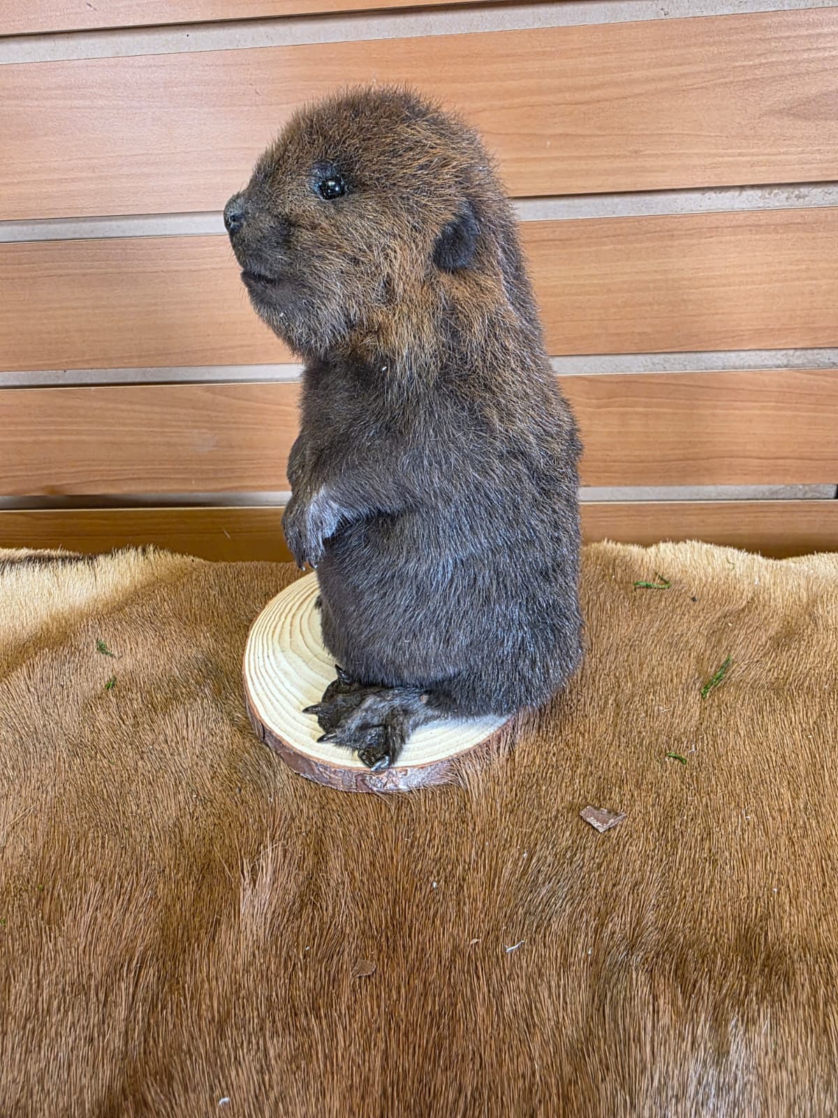FHCK123 - Baby Beaver Taxidermy Mount