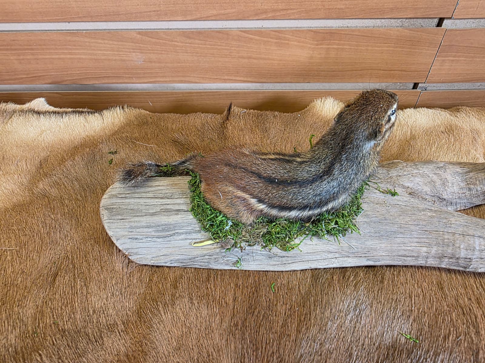 FHCK118 - Chipmunk Taxidermy Mount