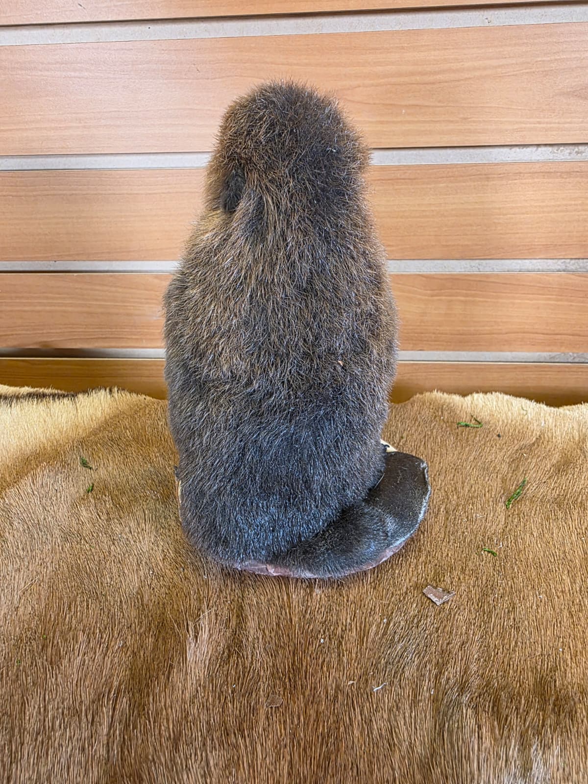 FHCK123 - Baby Beaver Taxidermy Mount