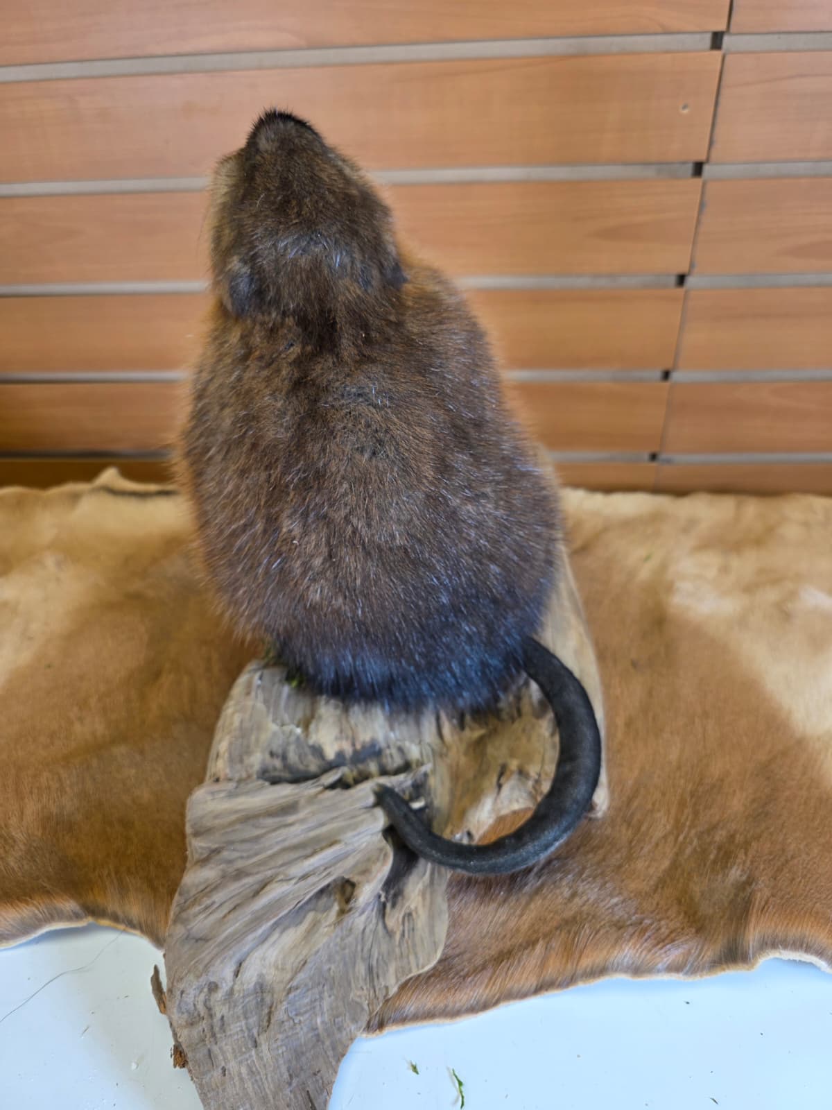 FHCK120 - Muskrat Taxidermy Mount
