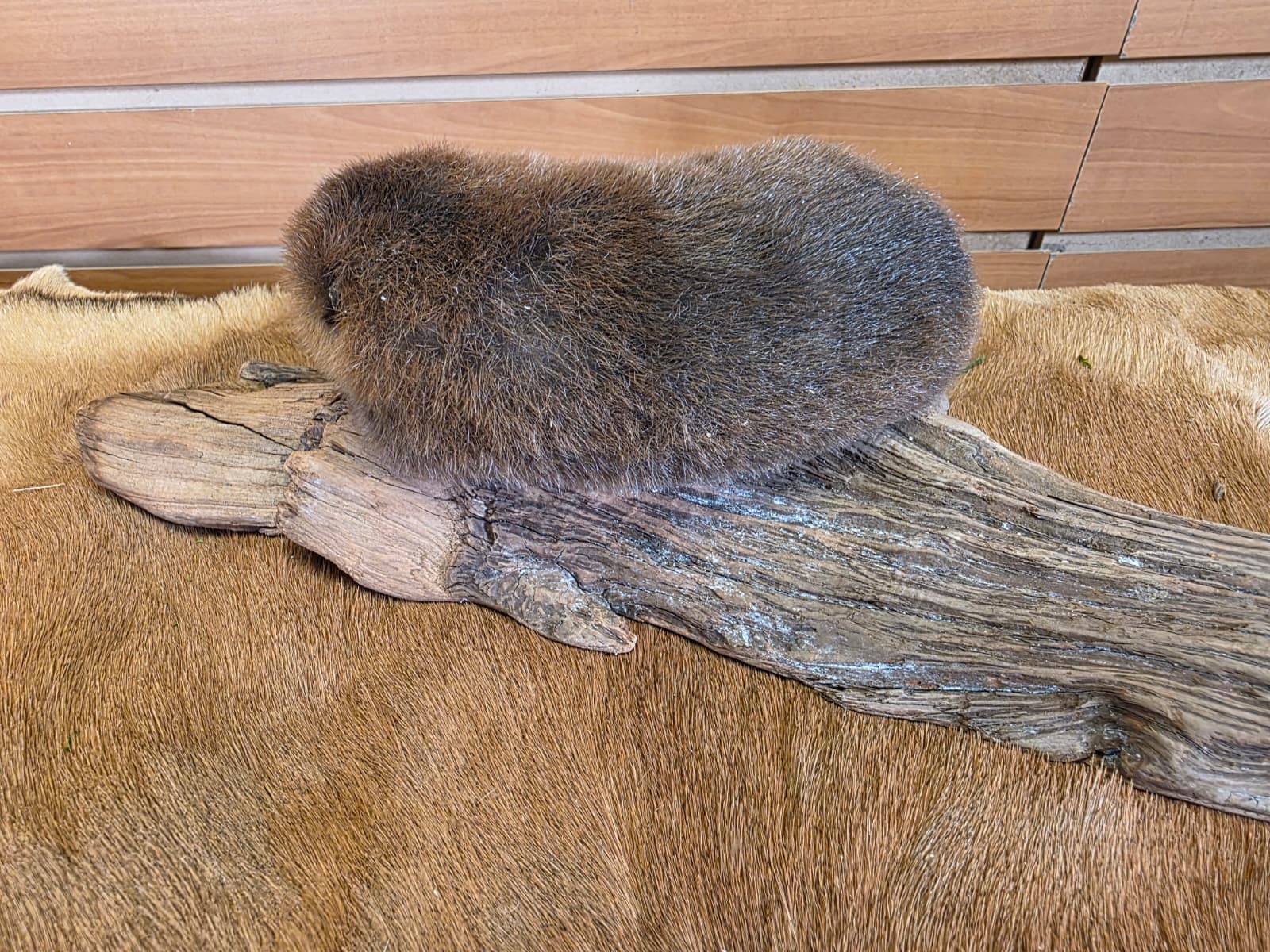 FHCK124 - Baby Beaver Taxidermy Mount