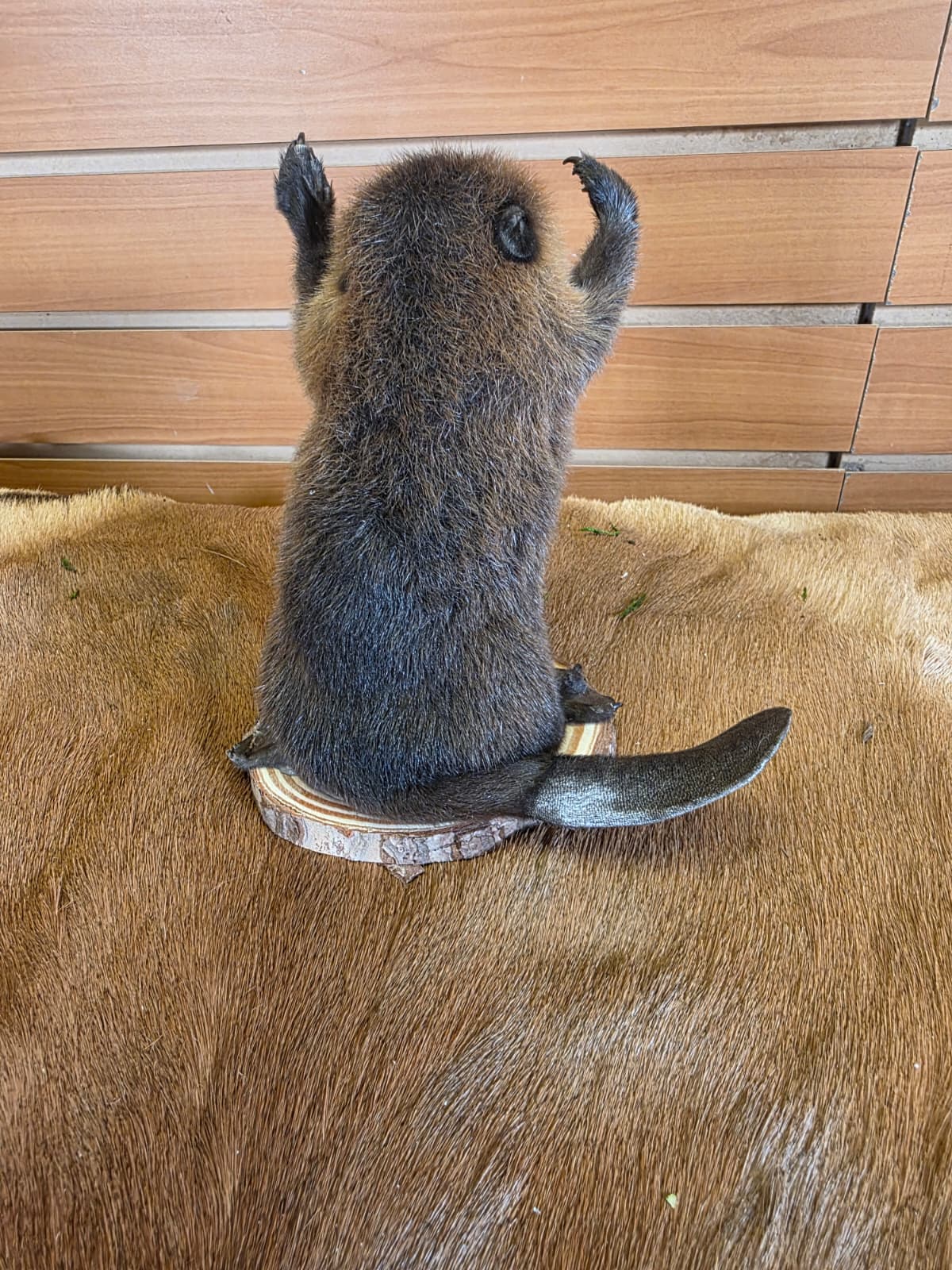 FHCK121 - Baby Beaver Taxidermy Mount