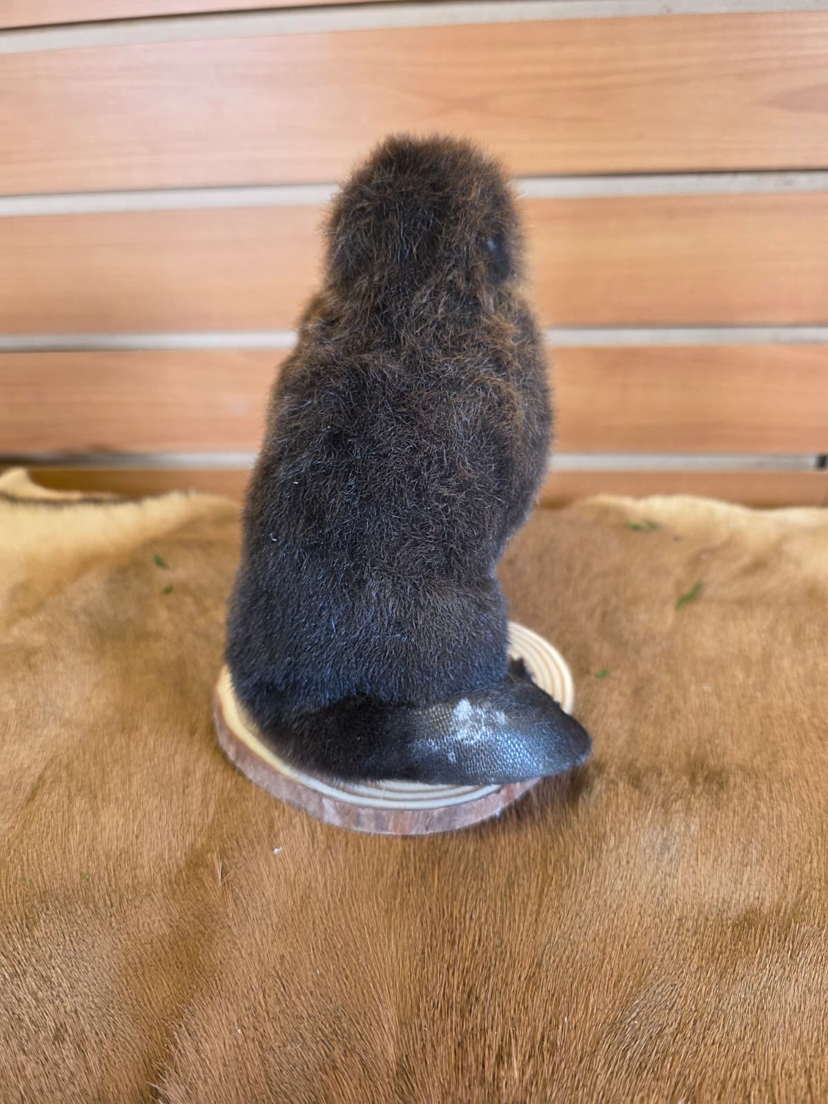 FHCK122 - Baby Beaver Taxidermy Mount