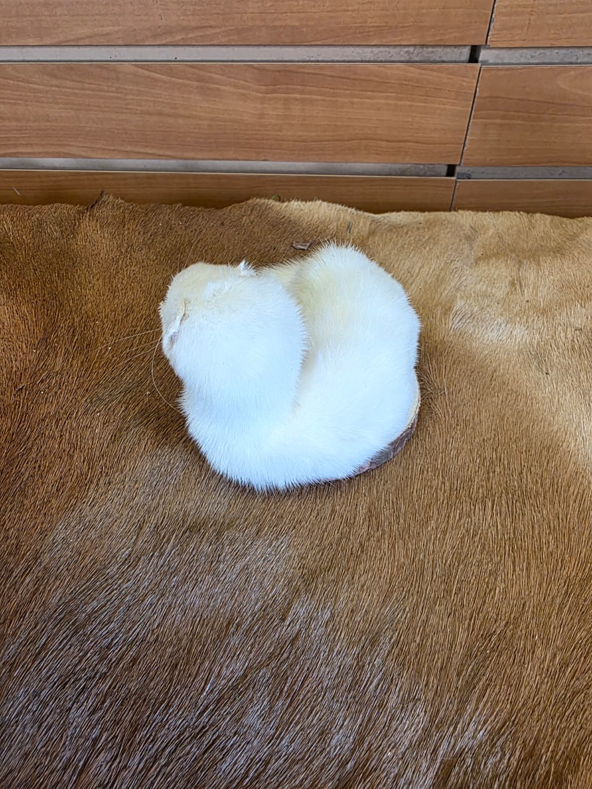 FHCK131 - Beautiful Adorable Weasel Ermine Small Animal Taxidermy