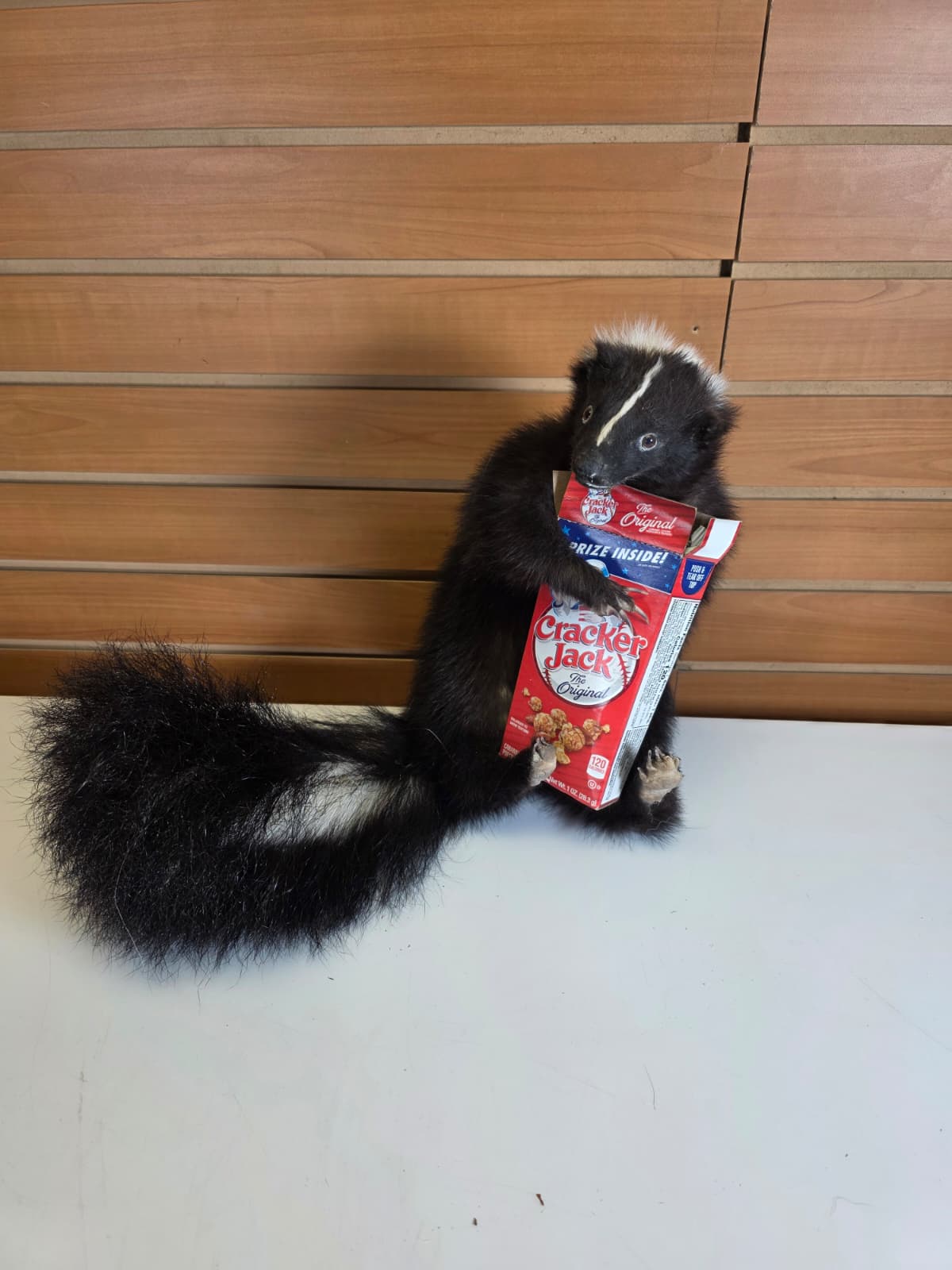 KMSK43 - Full-Body Skunk Taxidermy Mount