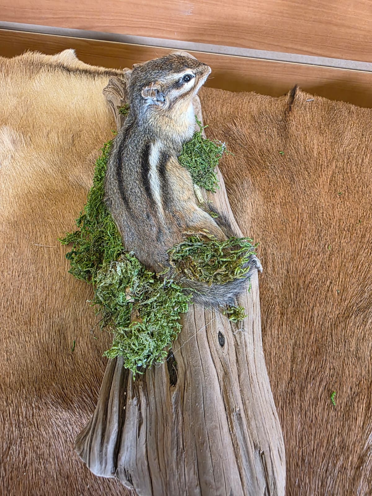 FHCK116 - Chipmunk Taxidermy Mount