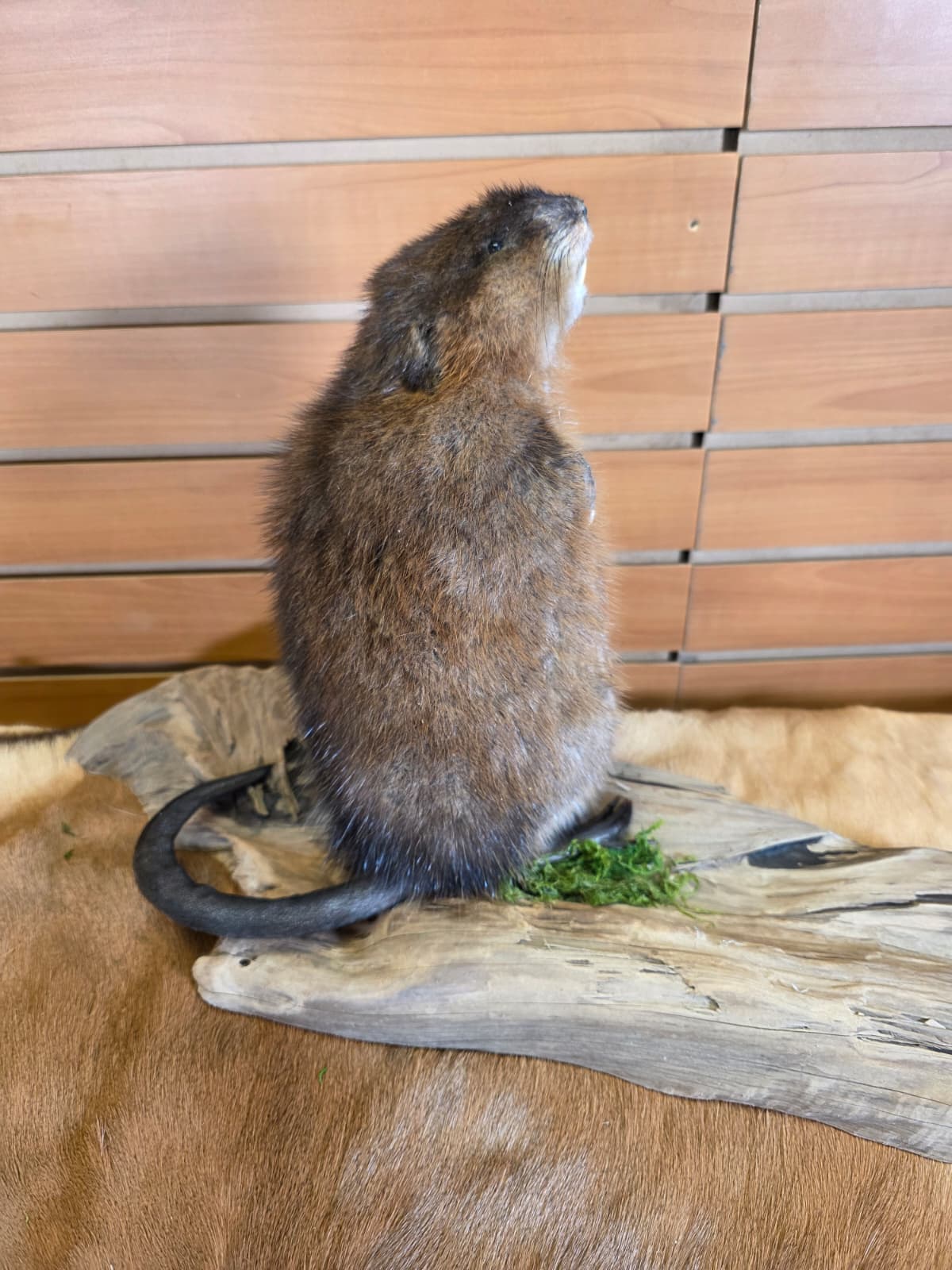 FHCK120 - Muskrat Taxidermy Mount