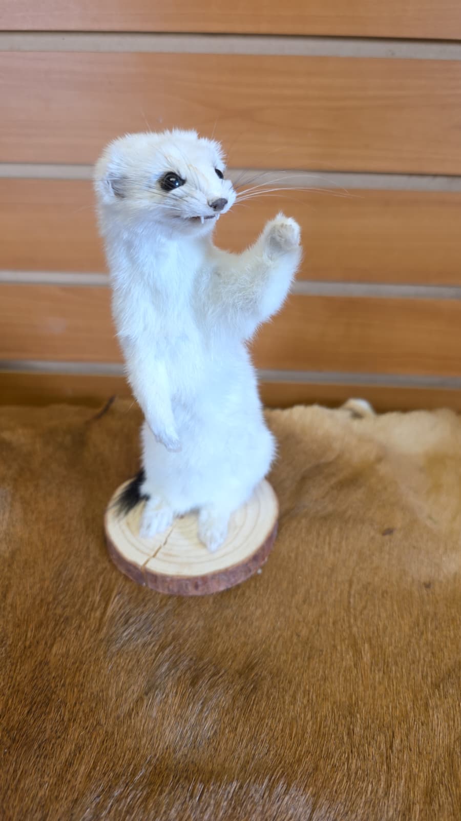 FHCK91 - Beautiful Adorable Weasel Ermine Small Animal Taxidermy