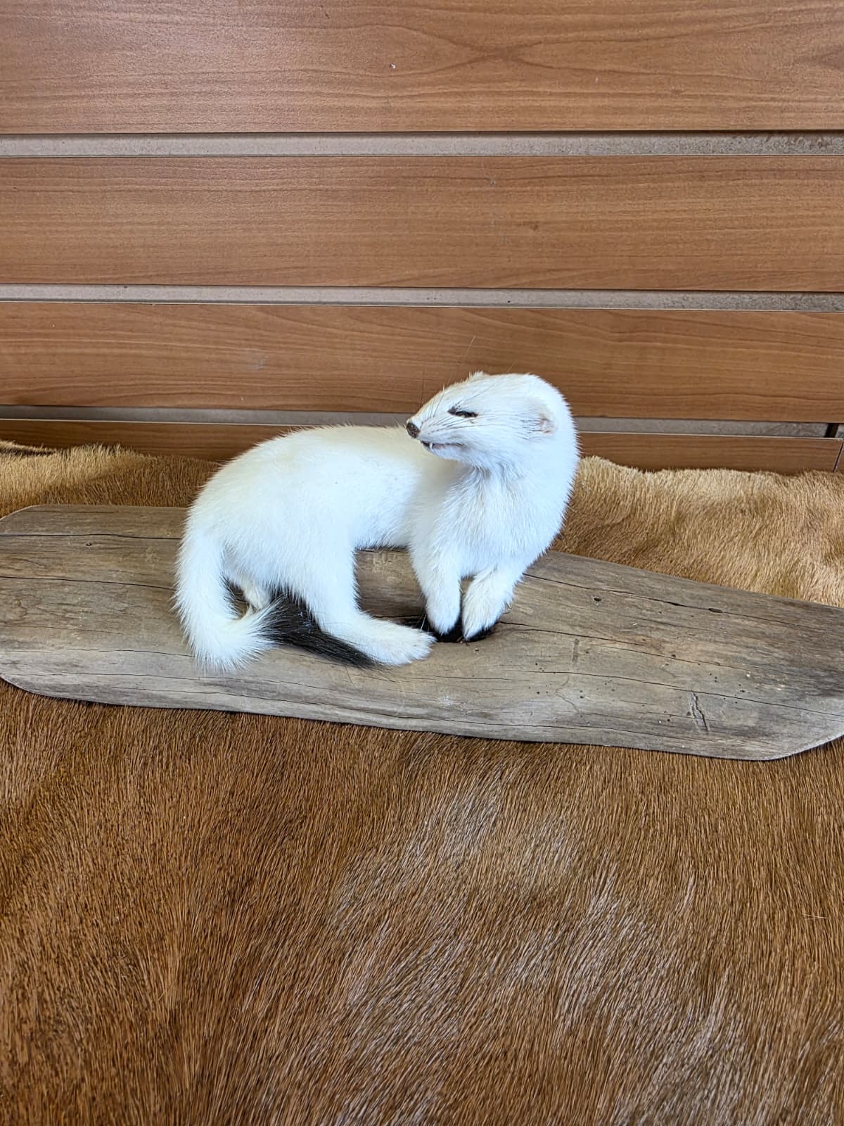 FHCK105 - Beautiful Adorable Weasel Ermine Small Animal Taxidermy