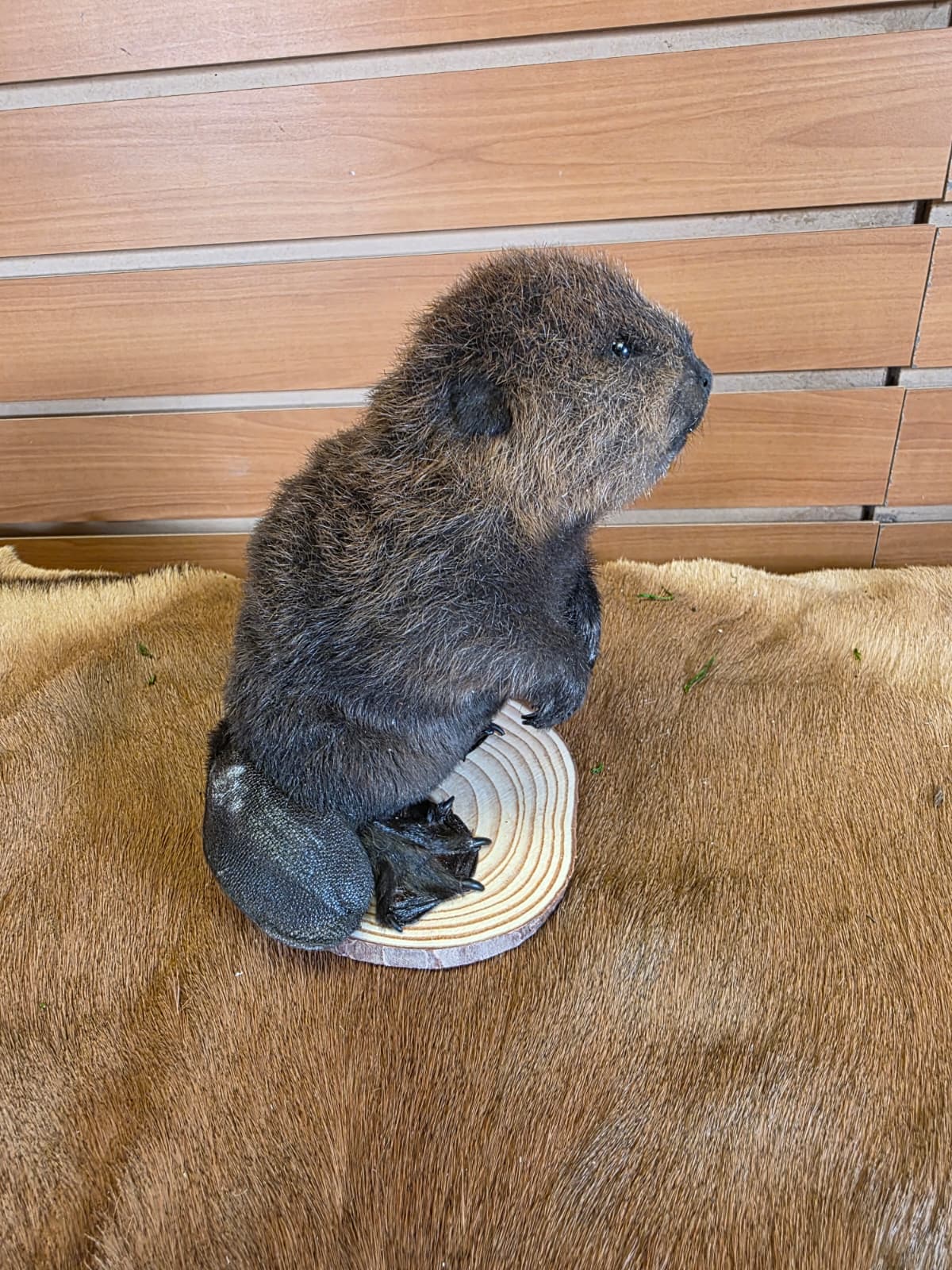 FHCK122 - Baby Beaver Taxidermy Mount