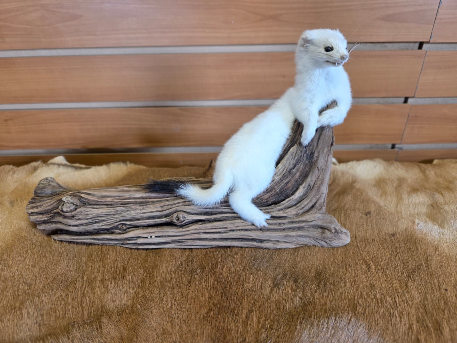 FHCK93 - Beautiful Adorable Weasel Ermine Small Animal Taxidermy