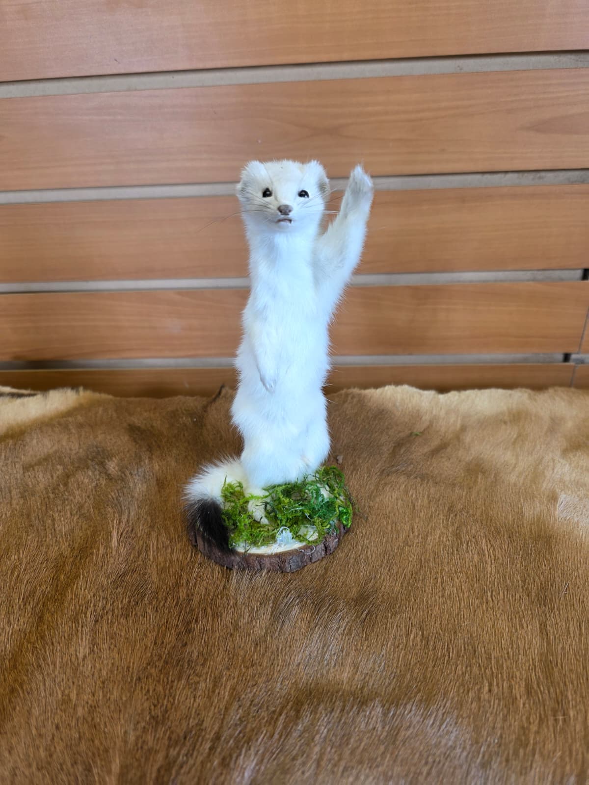 FHCK99 - Beautiful Adorable Weasel Ermine Small Animal Taxidermy