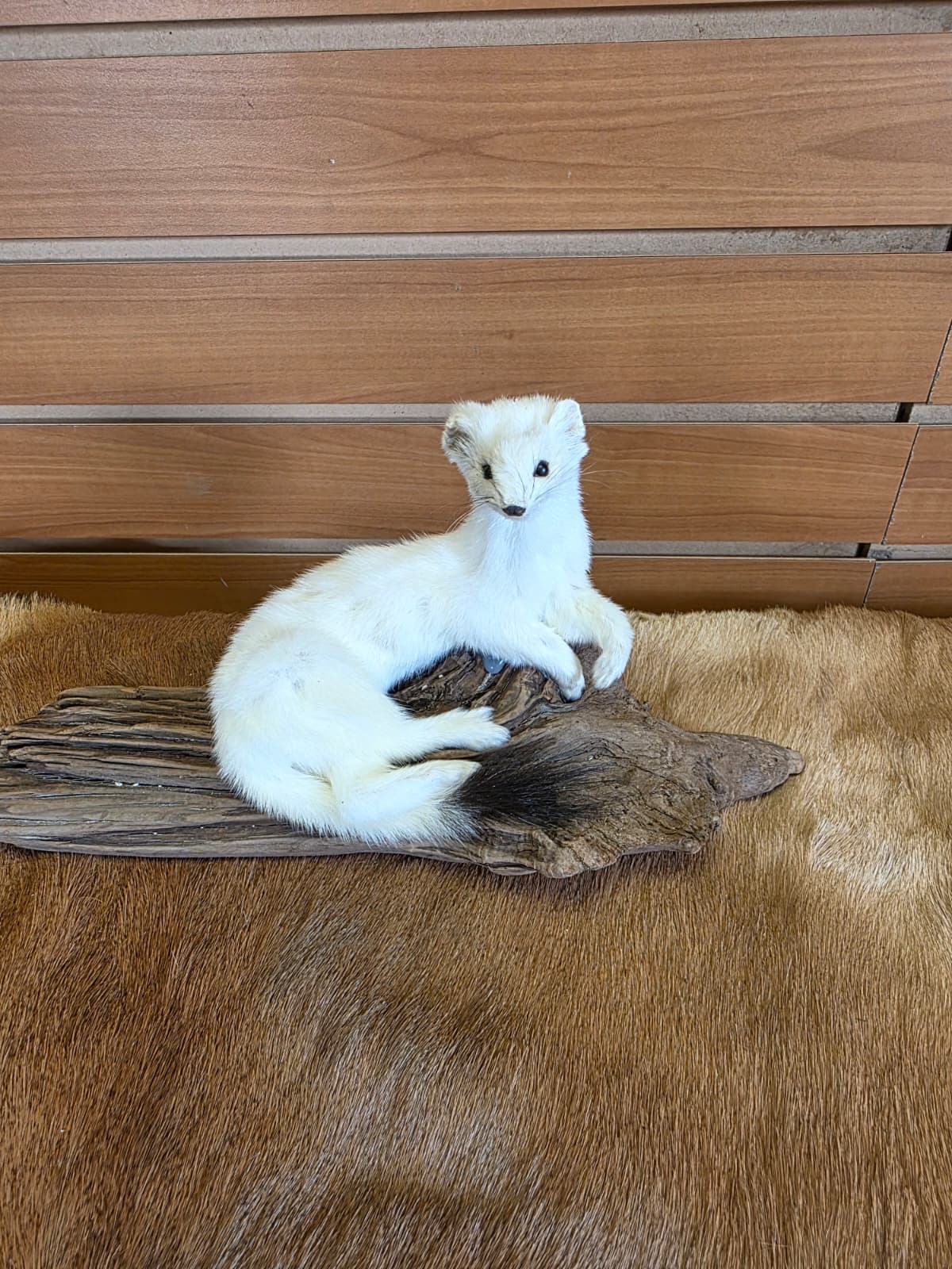 FHCK104 - Beautiful Adorable Weasel Ermine Small Animal Taxidermy