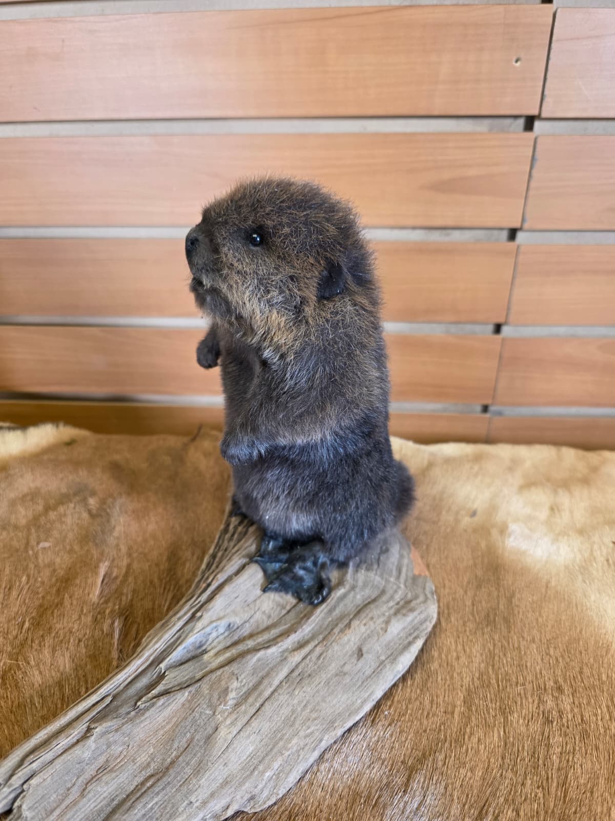 FHCK127 - Baby Beaver Taxidermy Mount