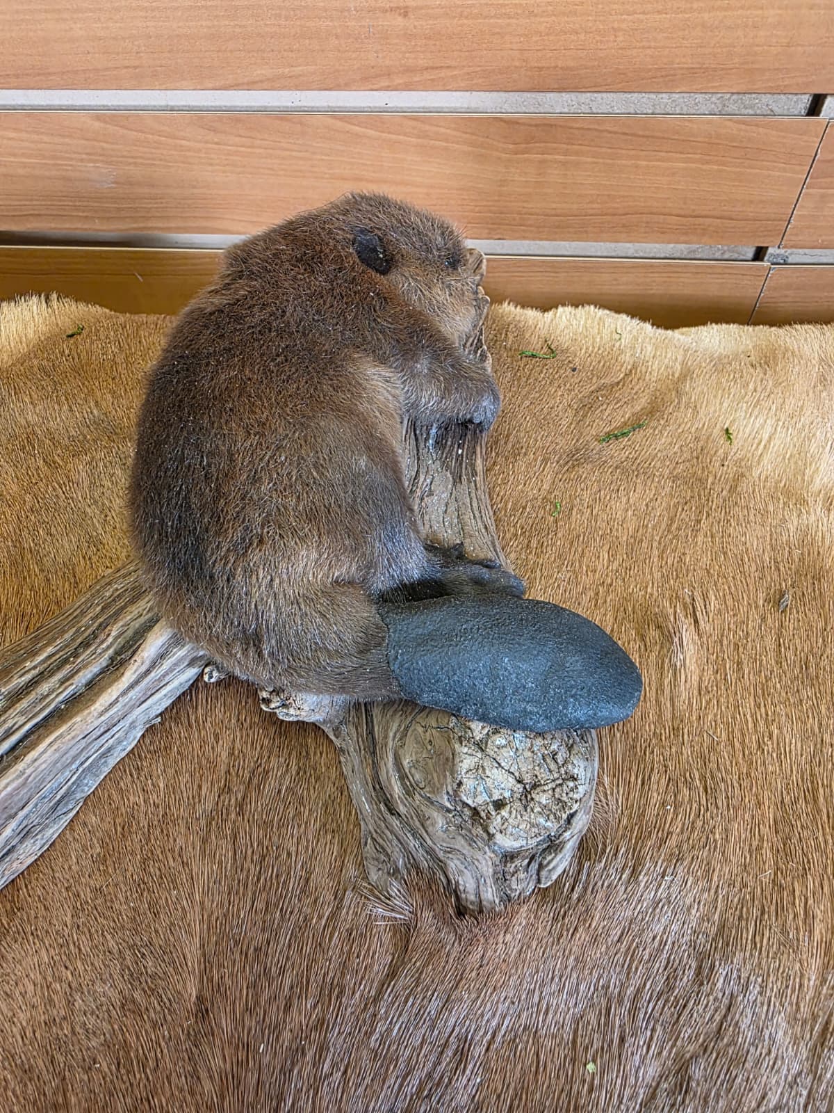 FHCK124 - Baby Beaver Taxidermy Mount